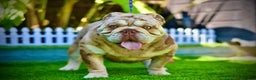 English Bulldog dogs for stud: Wow Taz  ENGLISH BULLDOG STUD  in Canvey Island - Advert 6