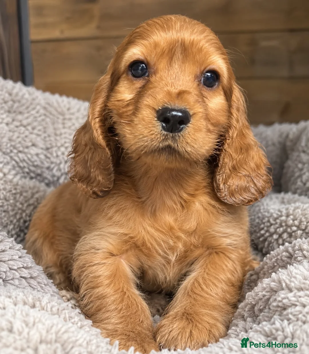 Cocker Spaniel dogs for sale: Cocker spaniel puppies - Advert 2