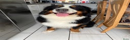 Bernese Mountain Dog dogs for stud: Proven Bernese Mountain Dog available for stud in Solihull - Advert 3