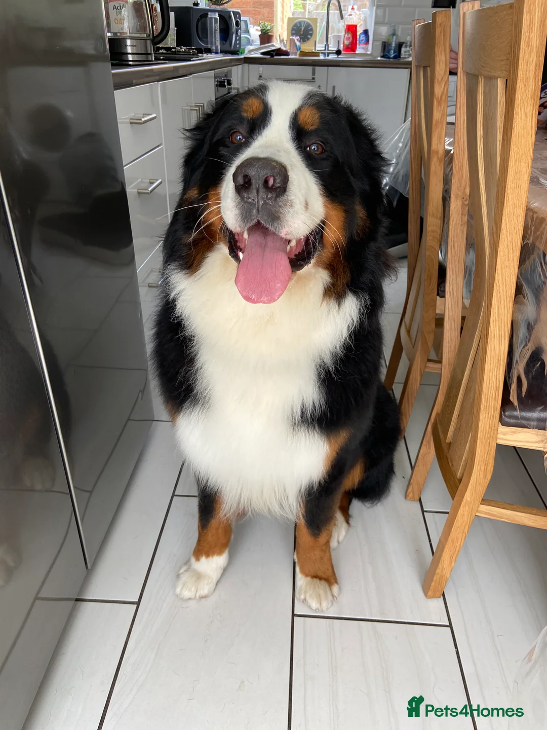 Bernese Mountain Dog dogs for stud: Proven Bernese Mountain Dog available for stud in Solihull - Advert 3