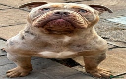 Olde English Bulldogge dogs for sale: Diesel 🐶 - Image 2