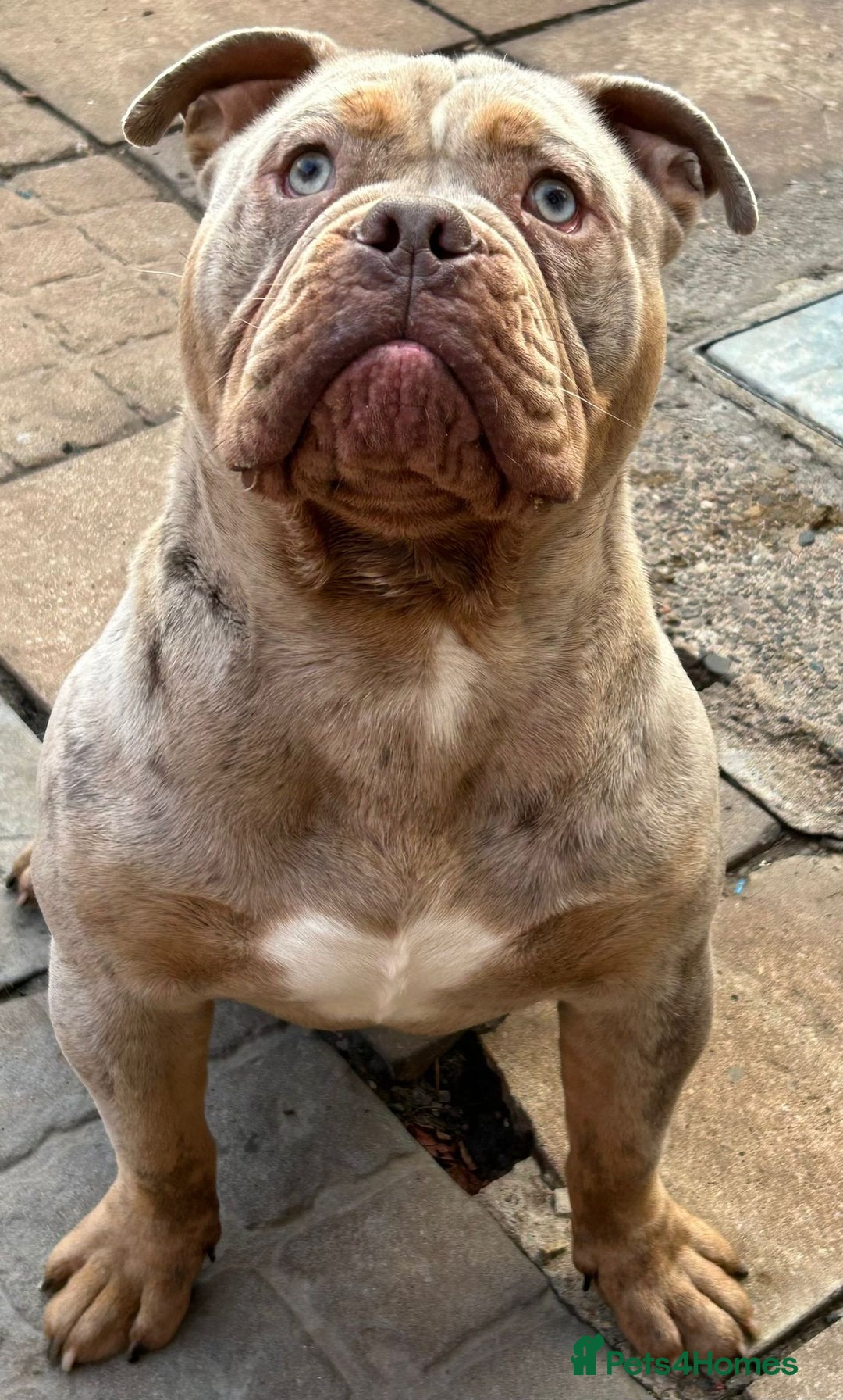 Olde English Bulldogge dogs for sale: Diesel 🐶 - Image 2