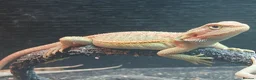Bearded Dragon reptiles for sale: Baby bearded dragons  - Advert 4
