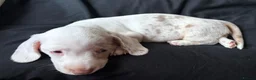 Miniature Dachshund dogs for sale: Stunning rare colours miniature dachshunds  - Advert 5