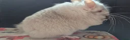 Chinchilla rodents for sale: A verity of Chinchillas rpa/rpac - Advert 26
