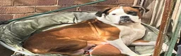 Boxer dogs for sale: Beautiful boxer puppys in Rotherham - Advert 1