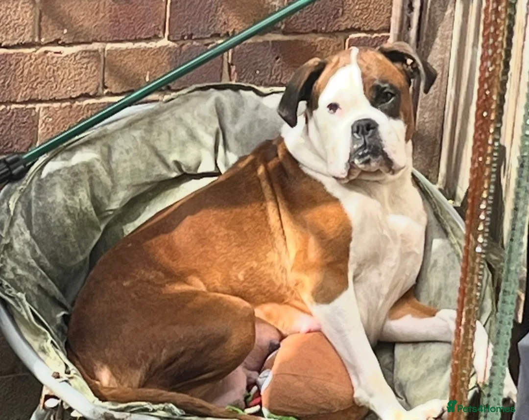Boxer dogs for sale: Beautiful boxer puppys in Rotherham - Advert 1