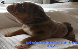 English Bulldog dogs for sale: Dwkc englìsh bulldog puppies  - Image 38
