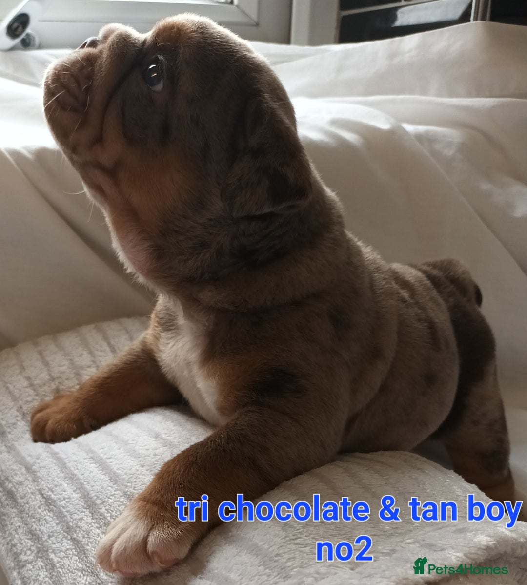 English Bulldog dogs for sale: Dwkc englìsh bulldog puppies  - Image 38
