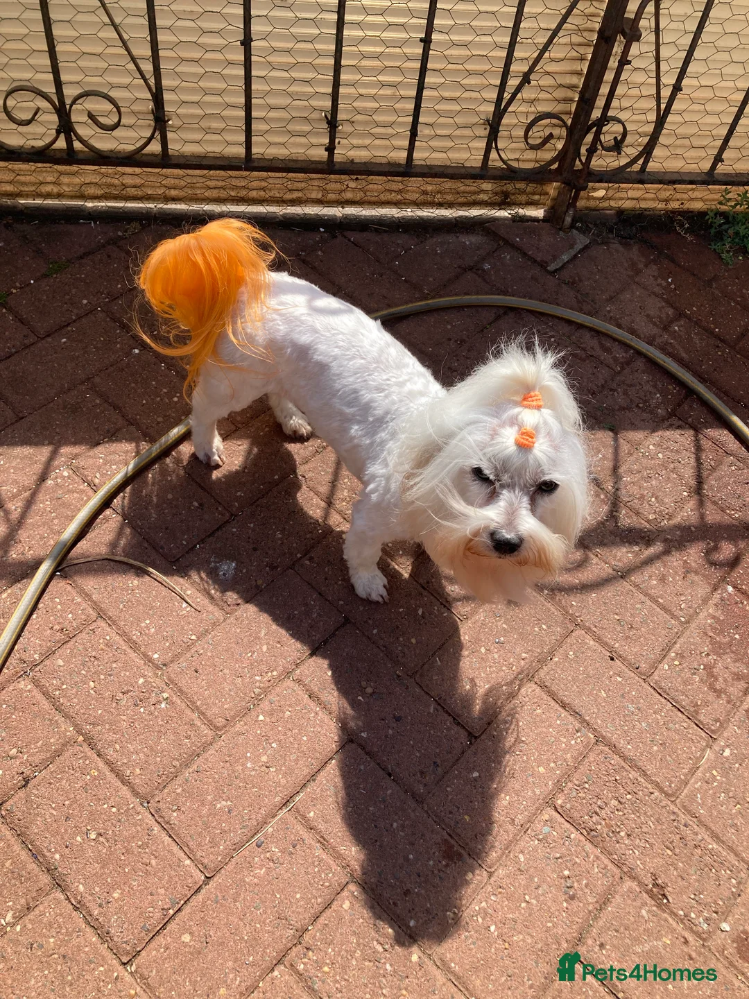 Maltese dogs for stud: Gorgeous Maltese At STUD in Coventry - Advert 3