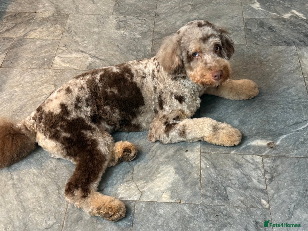 Bernedoodle dogs for sale: Ready to go Miniature Health Tested Bernedoodles  - Advert 7