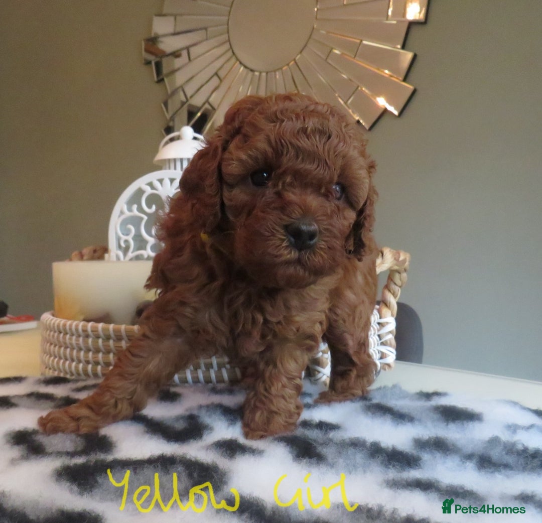 Cavapoo dogs for sale: Gorgeous Health Tested Cavapoo F1B Puppies - Image 14