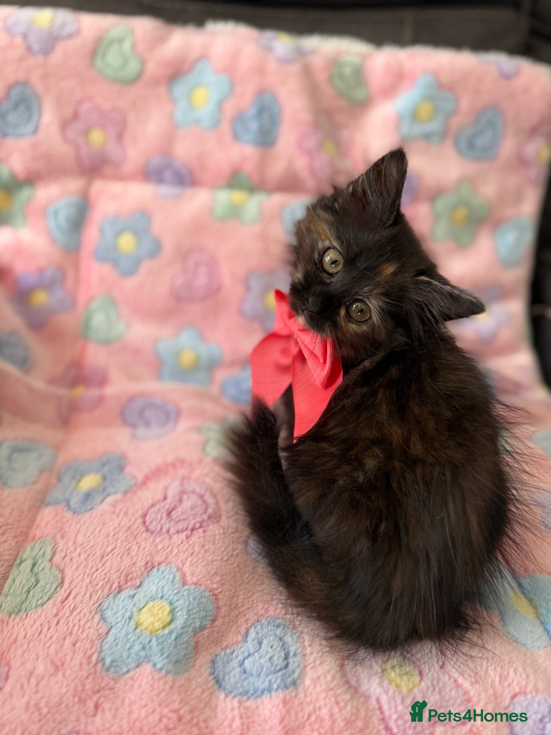 Siberian cats for sale: Full stunning siberian kittens for sale - Image 19