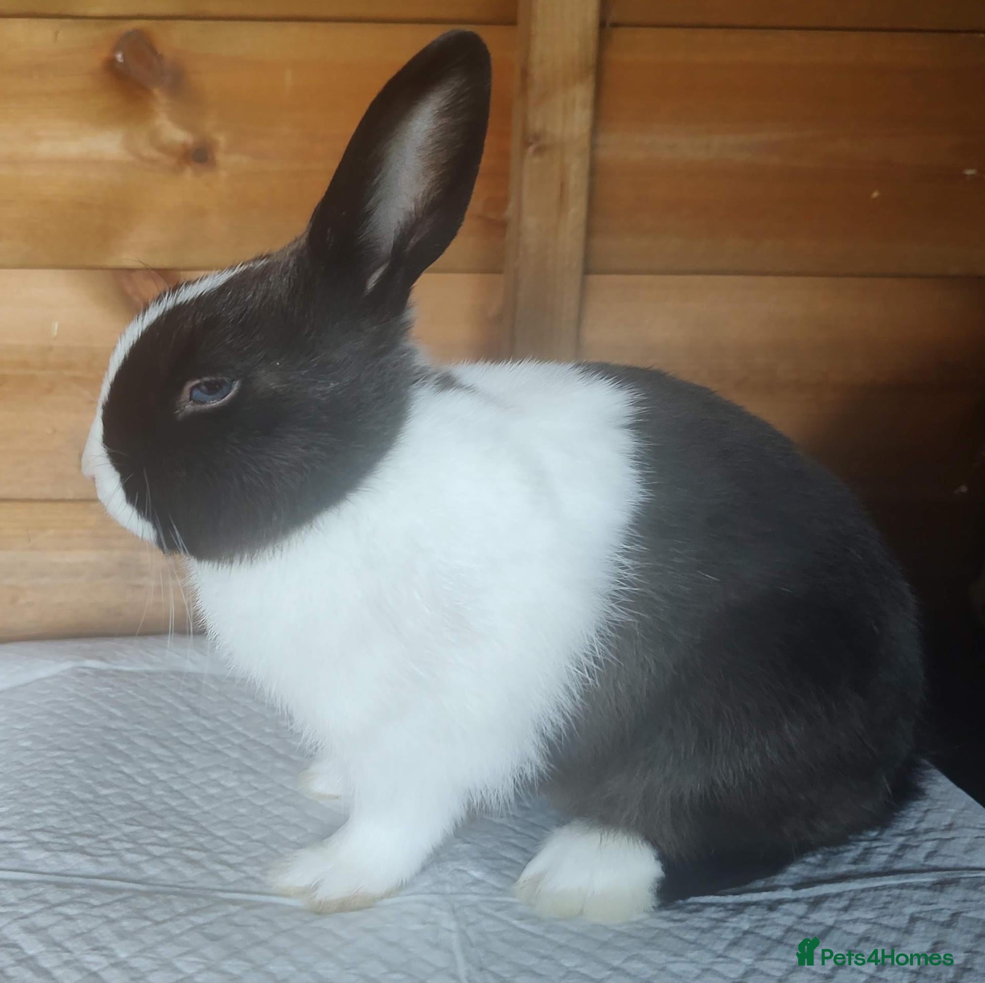 Mixed Breed rabbits Beautiful boys  - Advert 2