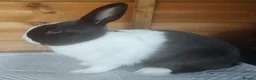Mixed Breed rabbits for sale: Beautiful boys  - Advert 1