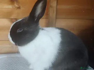 Mixed Breed rabbits Beautiful boys - Advert 2