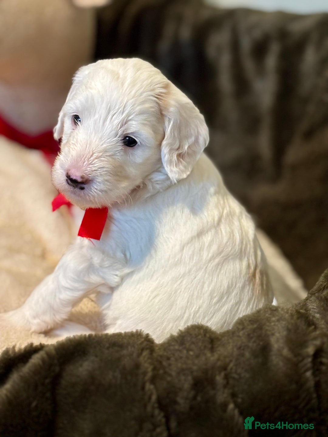 Australian Labradoodle dogs for sale: Exceptionally bred for Health! Temperament! Looks! - Advert 27