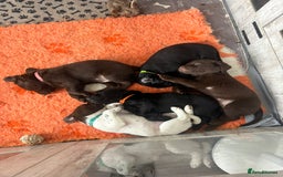 Mixed Breed dogs for sale: READY TO GO – Lab/Spaniel/Collie Mix Puppies - Image 22