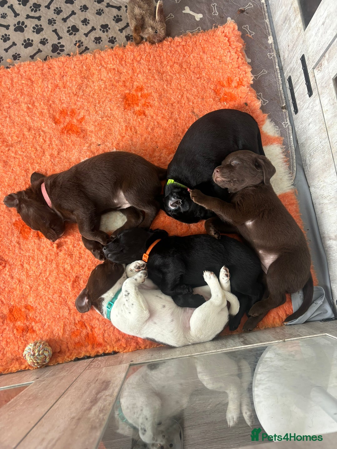 Mixed Breed dogs for sale: READY TO GO – Lab/Spaniel/Collie Mix Puppies - Image 22