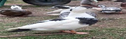 Waterfowl poultry for sale: Hatching eggs for sale - Advert 6
