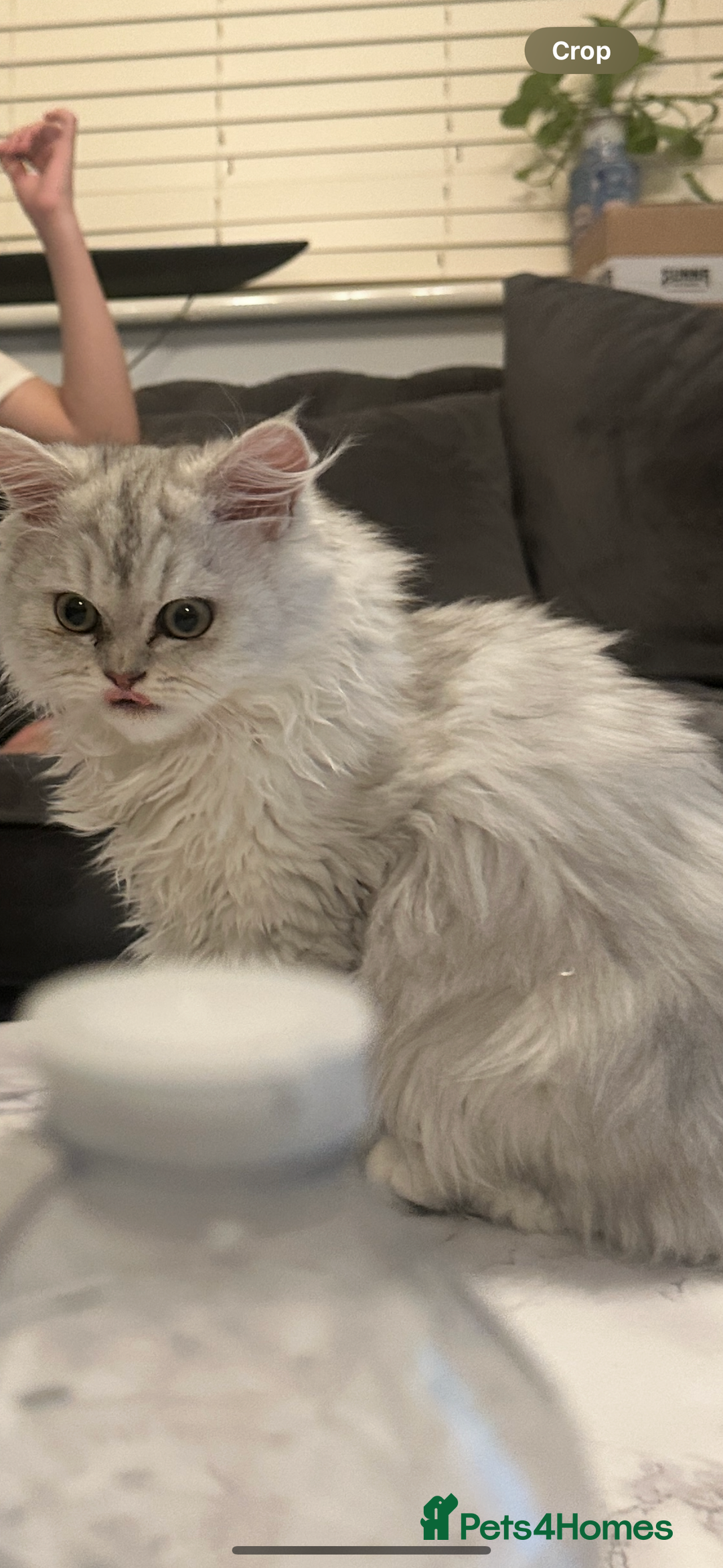 Persian cats for sale: Pure Persian Chinchilla kittens - Image 16