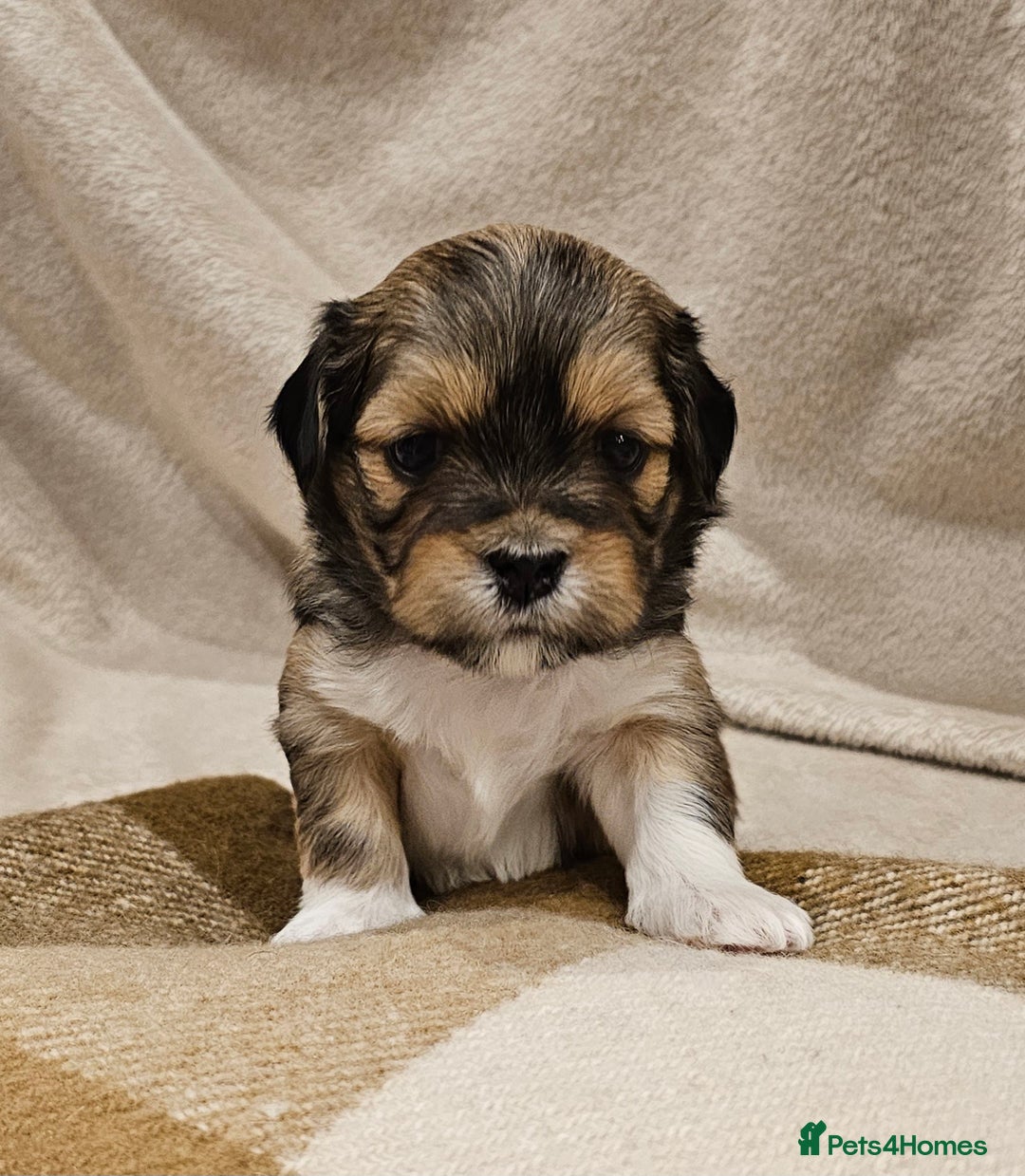 Lhasa Apso dogs for sale: Stunning pedigree Lhasa Apso Puppies - Advert 7