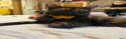 British Longhair cats for sale: 2 British longhair kittens in Southampton - Advert 3