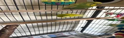 Budgerigars birds for sale: Budgies in Tipton - Advert 17
