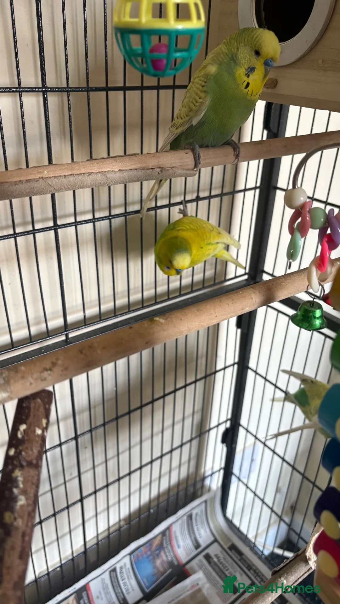 Budgerigars birds for sale: Budgies in Tipton - Advert 17
