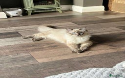 Ragdoll cats for sale: Beautiful Ragdoll kittens GCCF-seal tortie tabby  - Image 10