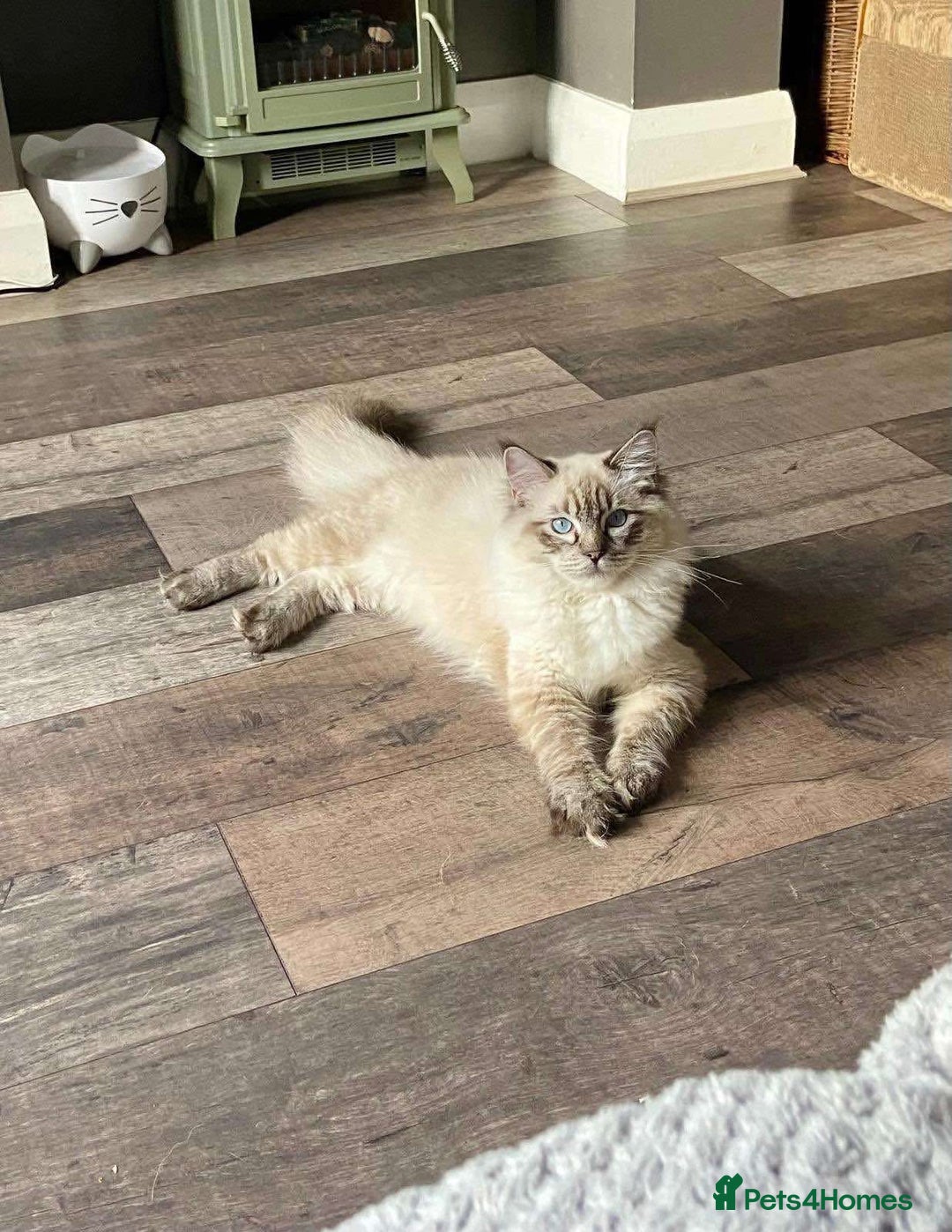 Ragdoll cats for sale: Beautiful Ragdoll kittens GCCF-seal tortie tabby  - Image 10