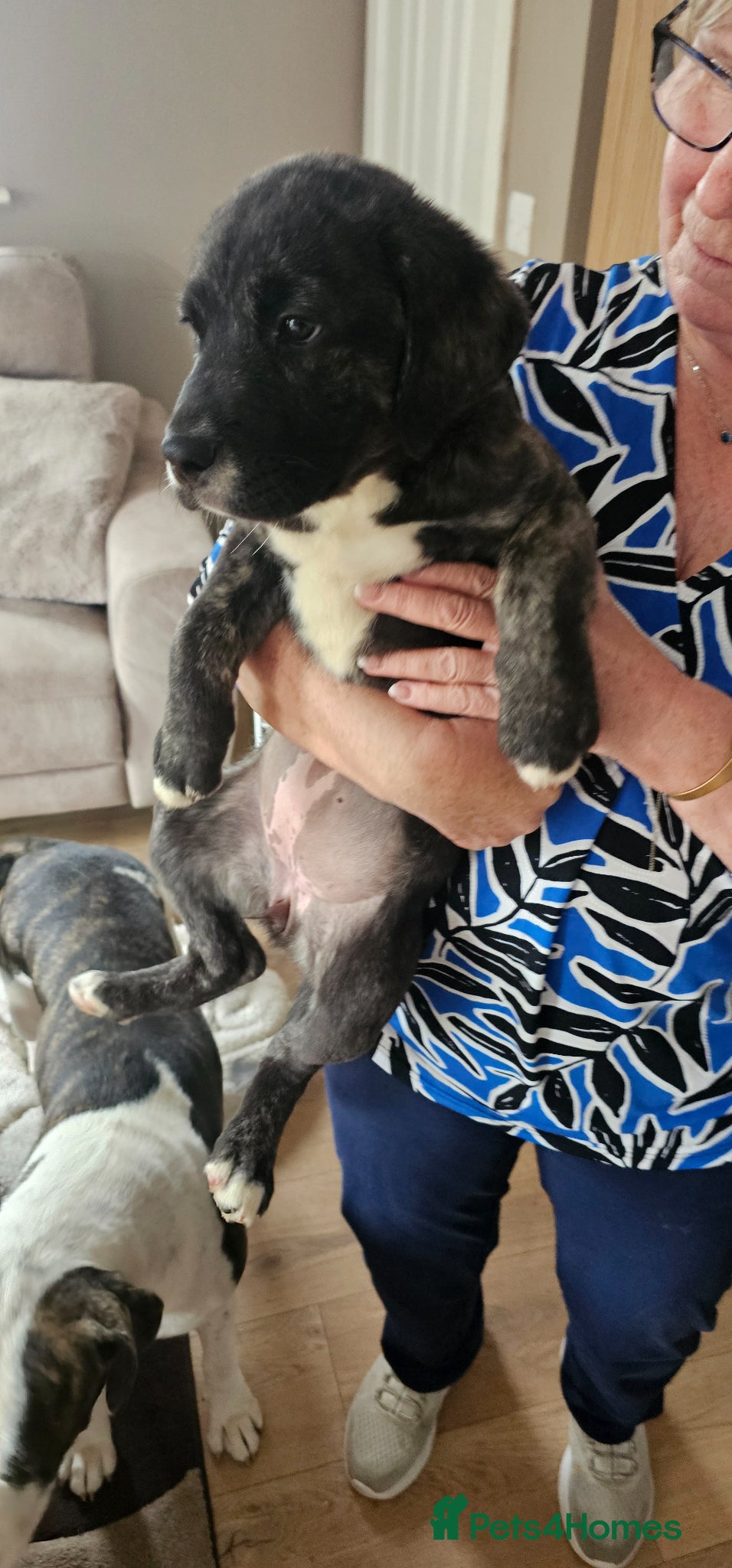Mixed Breed dogs for sale: Beautiful bella - Advert 4