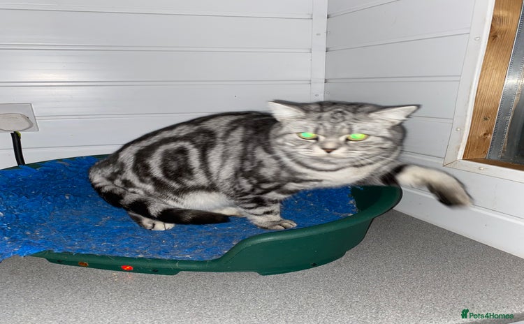 British Shorthair cats Silver Tabby British Shorthair  - Advert 3