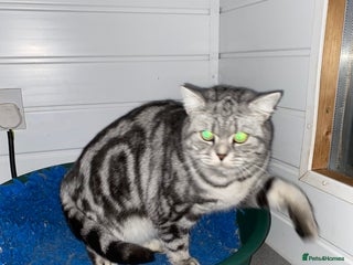 British Shorthair cats Silver Tabby British Shorthair - Advert 5