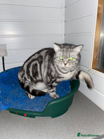 British Shorthair cats Silver Tabby British Shorthair - Advert 3