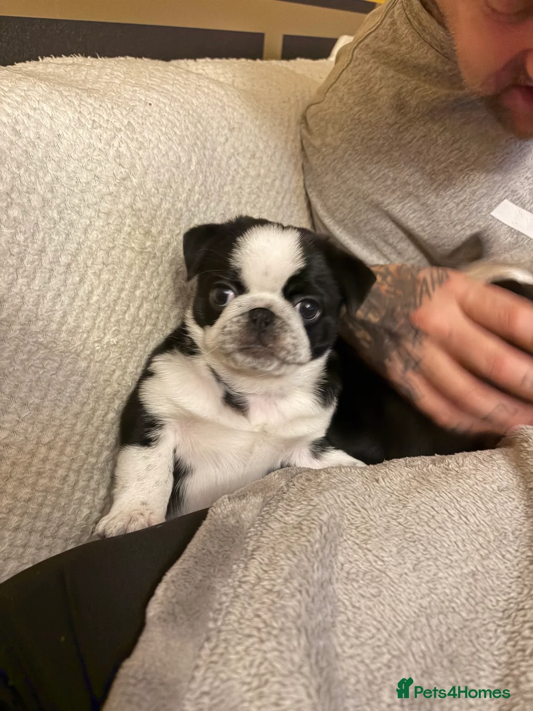 Pug dogs for sale: Beautifull pug pupies looking for a forever sofa in Plymouth - Advert 9