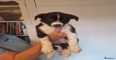 Border Collie dogs - Advert 7