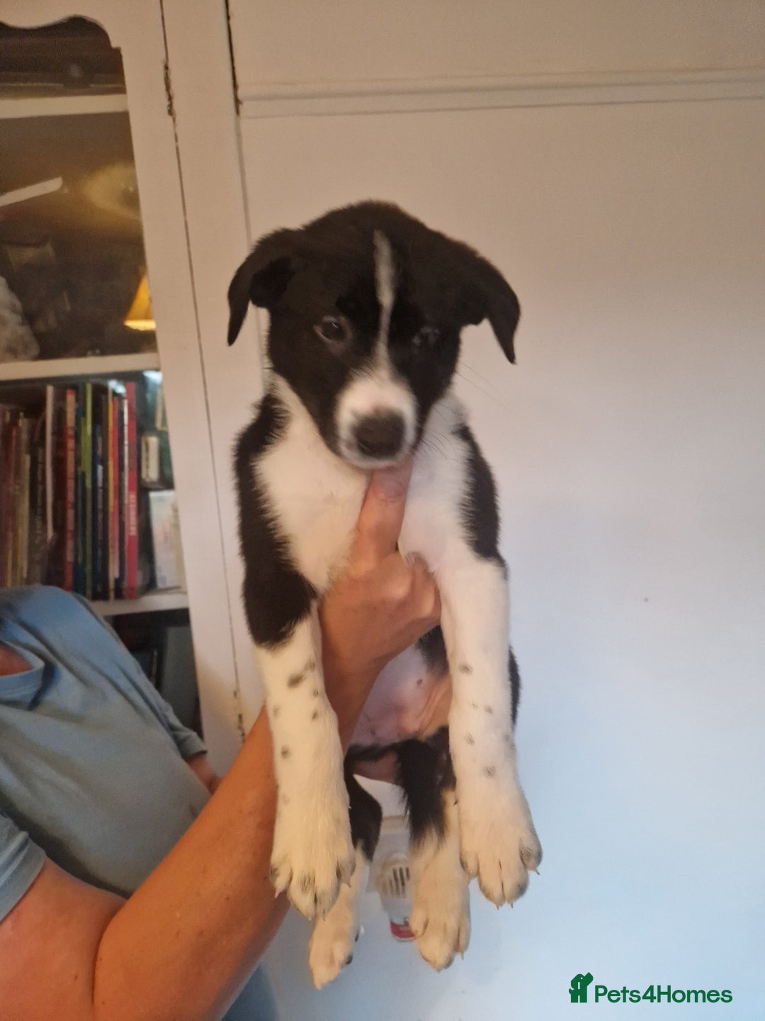 Border Collie dogs for sale: Border collie puppies  . One left - Image 7