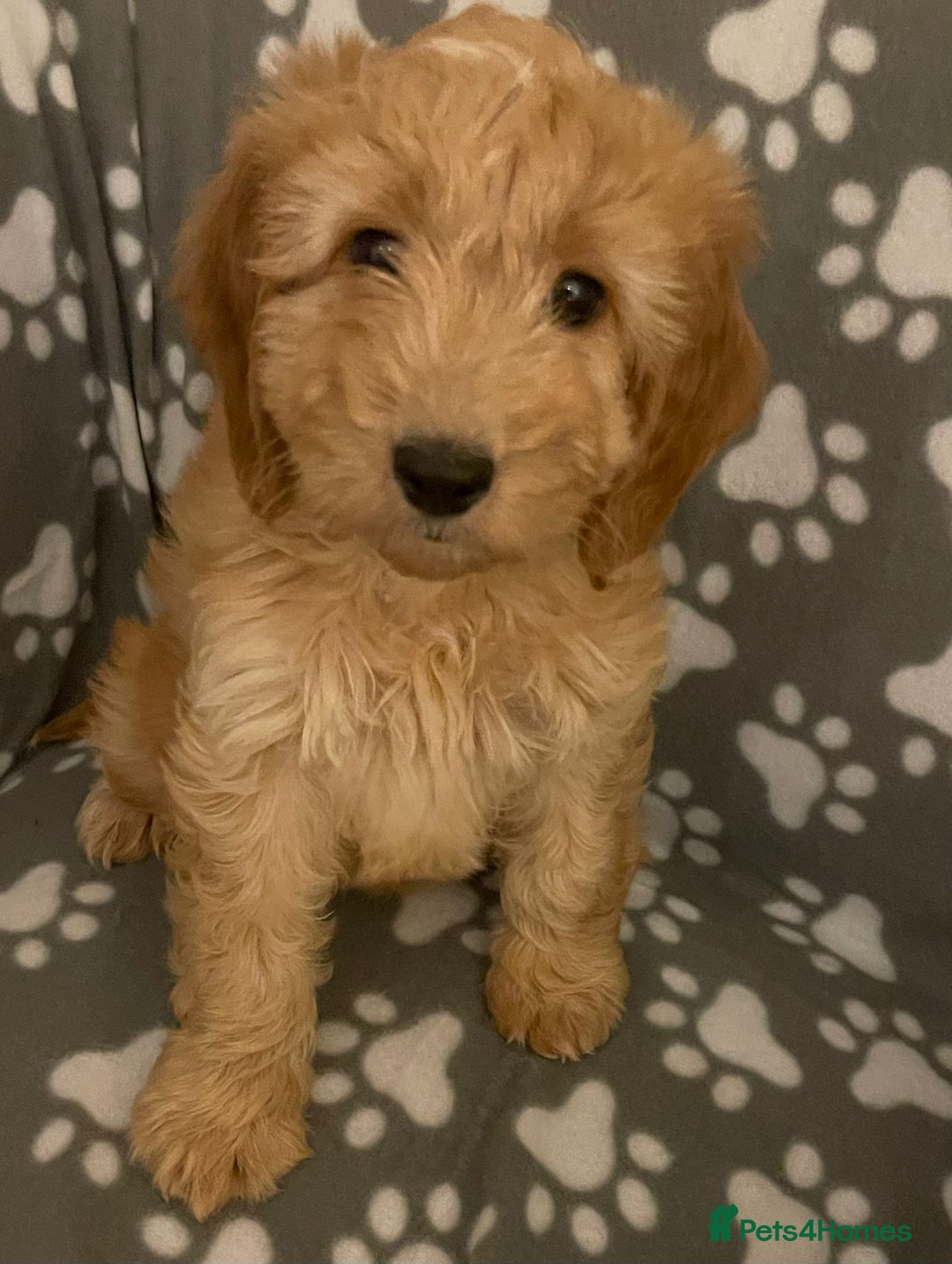 Cavapoo dogs for sale: Cavapoo puppie - Advert 6