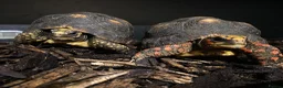 Tortoise reptiles for sale: Two red foot tortoises  - Advert 1