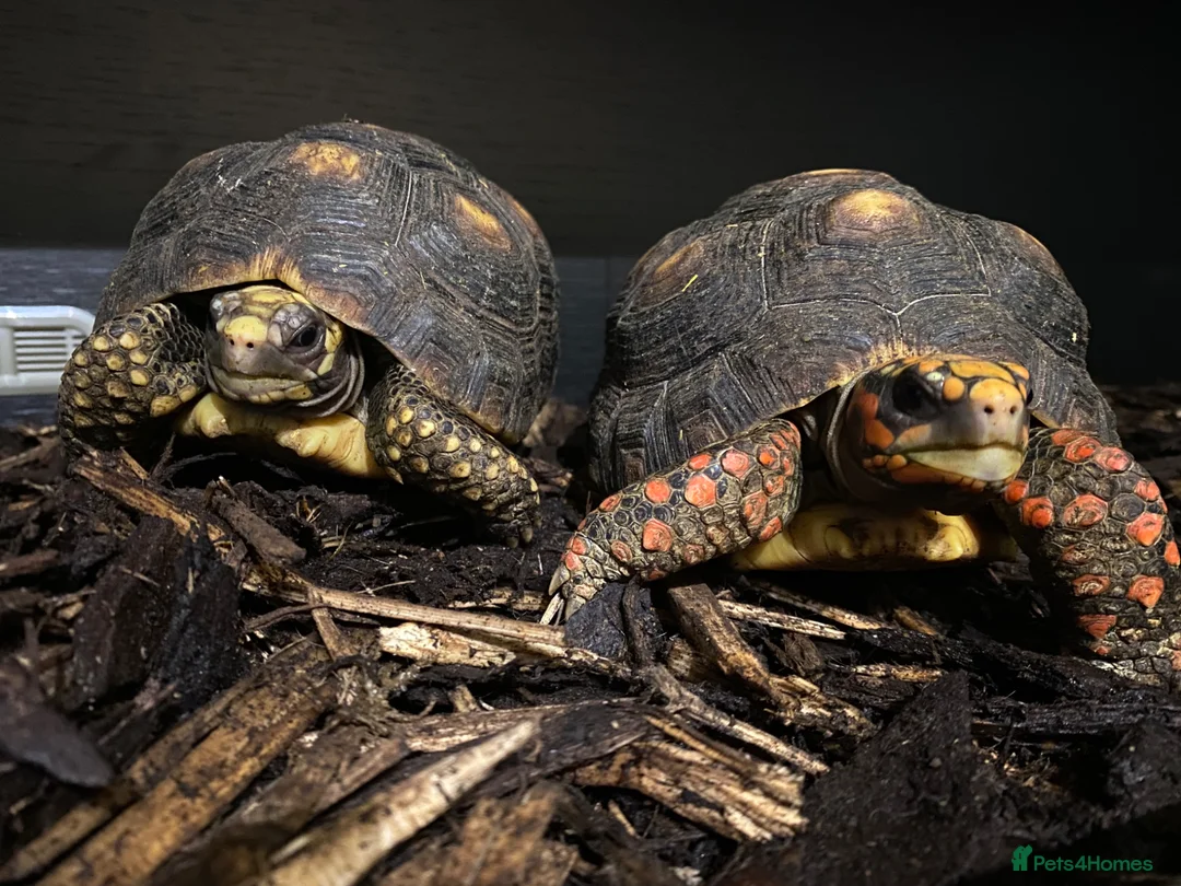Tortoise reptiles for sale: Two red foot tortoises  - Advert 1