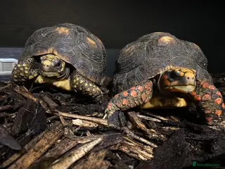 Tortoise reptiles Two red foot tortoises - Advert 1