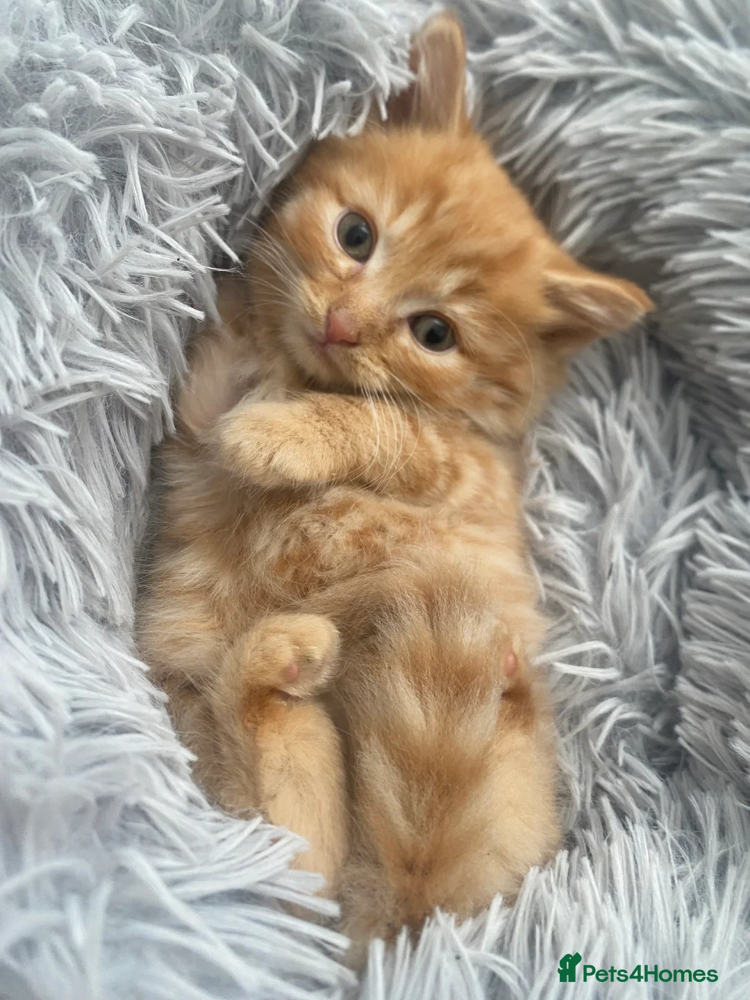 British Longhair cats for sale: Cute fluffy ginger kitten awaiting forever home🏡 - Advert 4