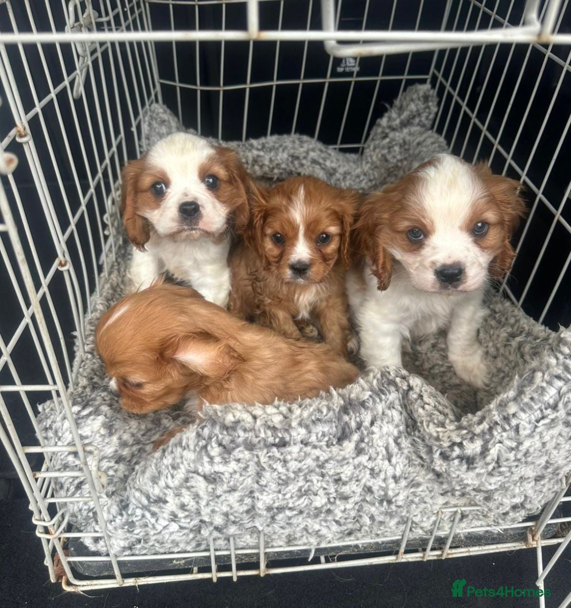 Cavalier King Charles Spaniel dogs Lovely king Charles Cavalier  - Advert 4