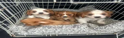 Cavalier King Charles Spaniel dogs for sale: Lovely king Charles Cavalier  - Advert 2