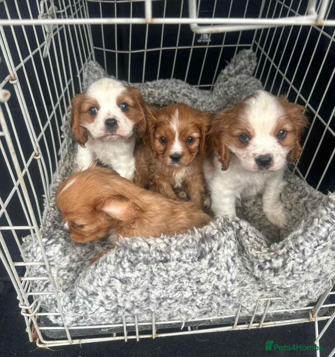 Cavalier King Charles Spaniel dogs for sale: Lovely king Charles Cavalier  - Advert 2
