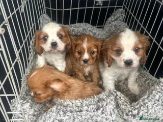 Cavalier King Charles Spaniel dogs Lovely king Charles Cavalier - Advert 4