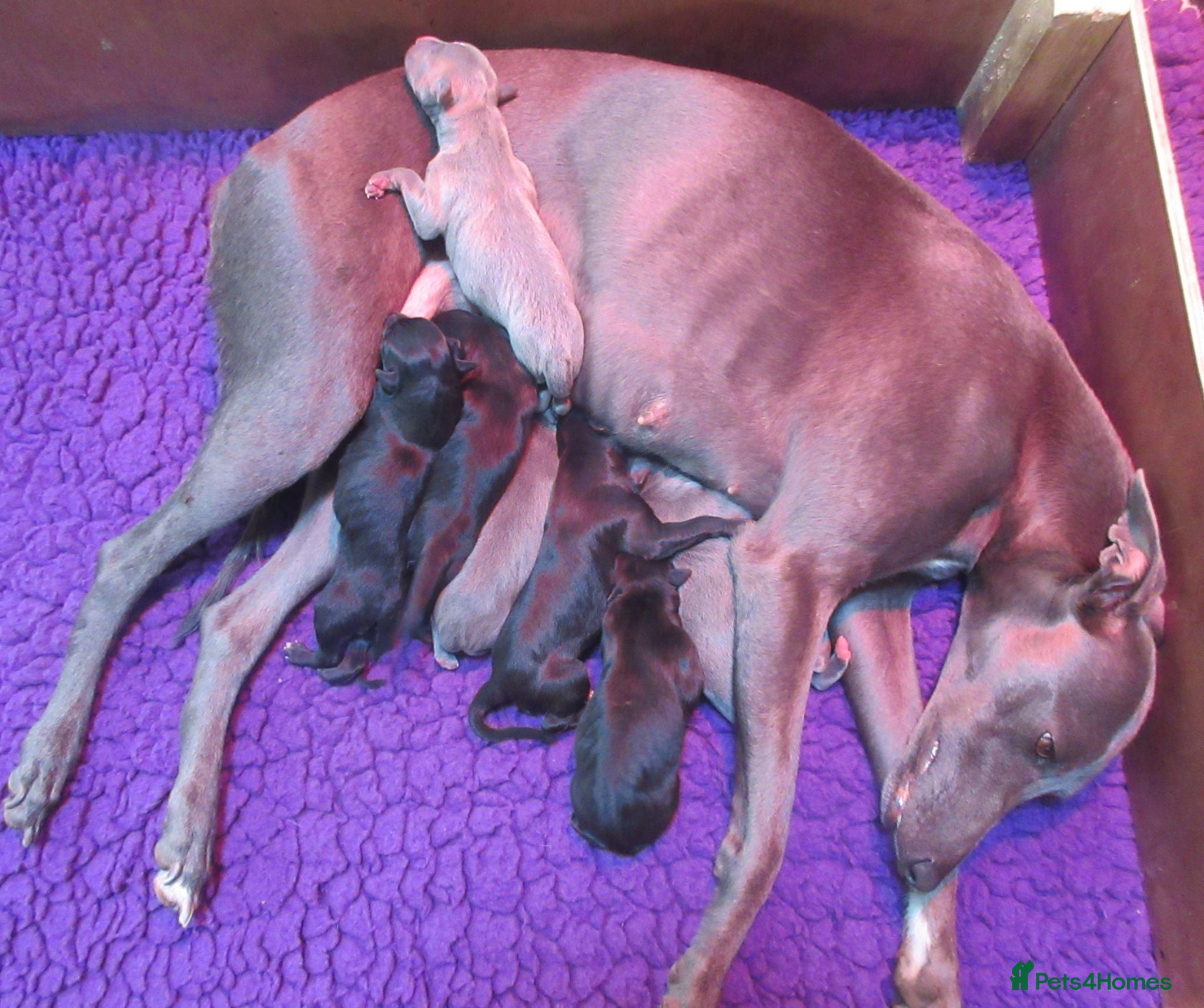 Whippet dogs Celticmoon RKC Whippet Puppies - Advert 1