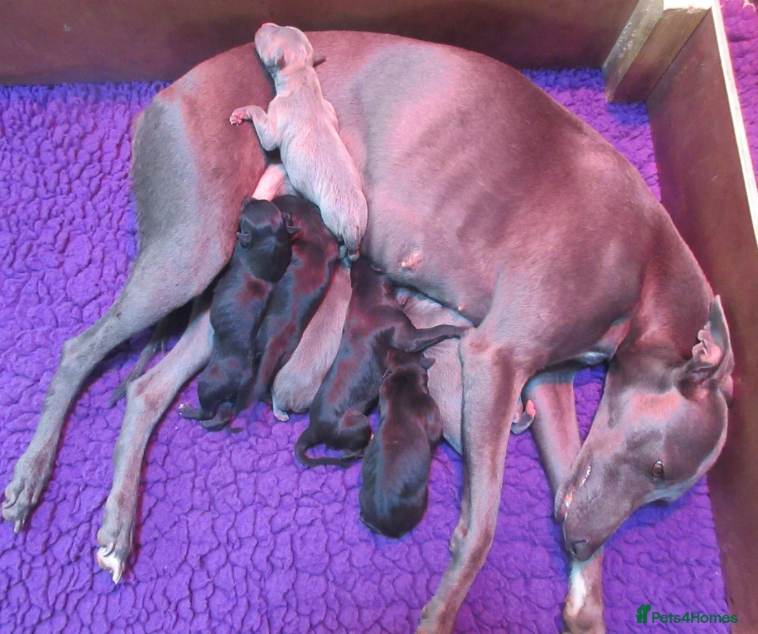 Whippet dogs for sale: Celticmoon RKC Whippet Puppies - Advert 1