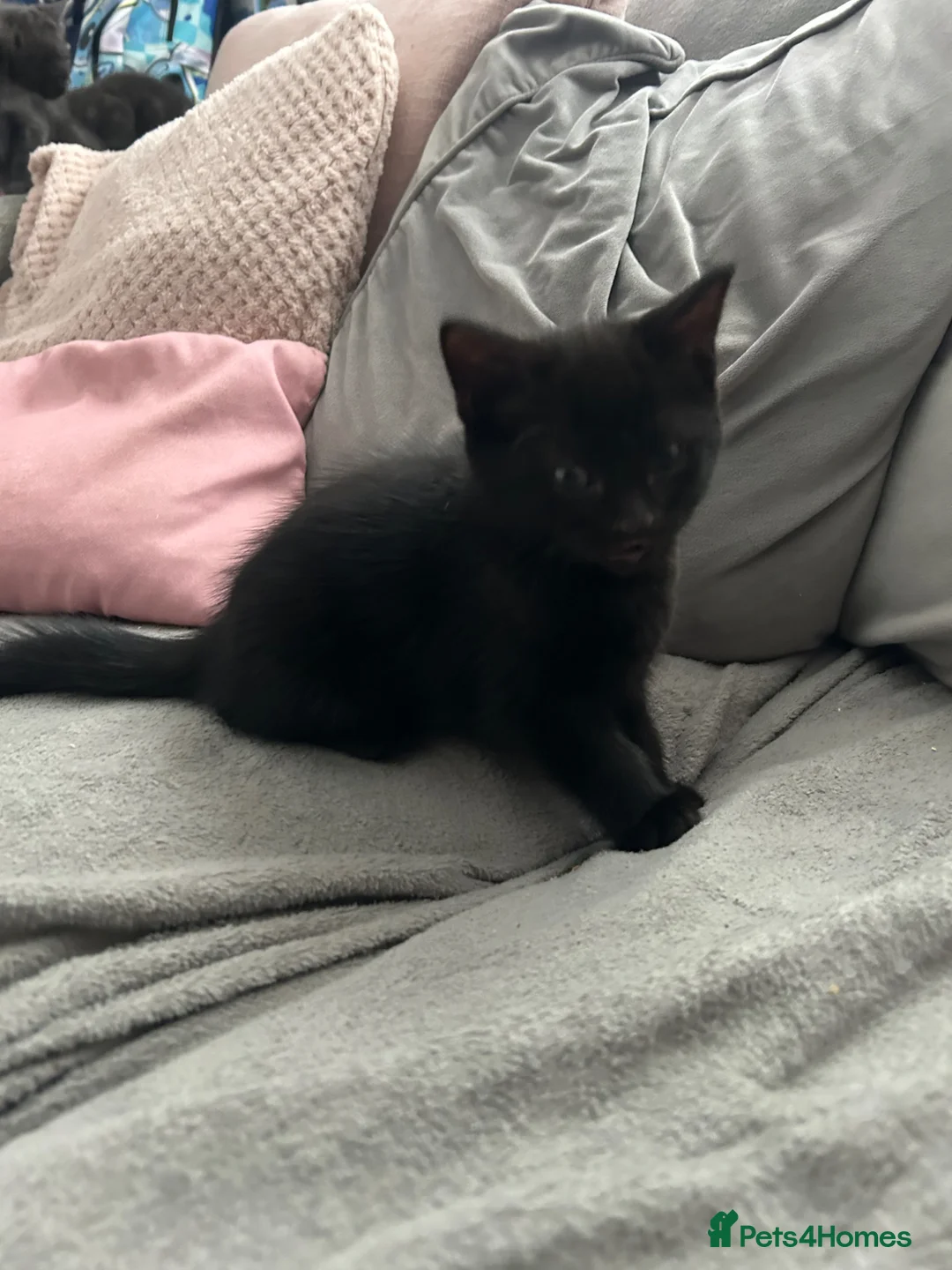 Mixed Breed cats for sale: Last black kitten ready now  - Advert 1